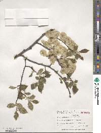 Ulmus minor image