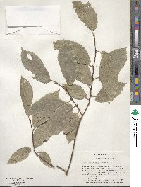 Ulmus minor image