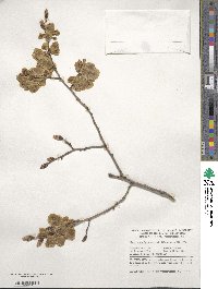 Ulmus minor subsp. minor image