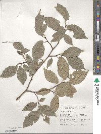 Ulmus minor subsp. minor image