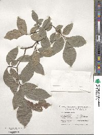 Ulmus minor subsp. minor image