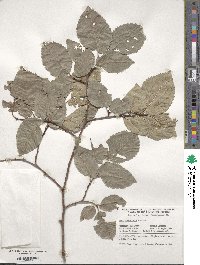 Ulmus minor subsp. minor image