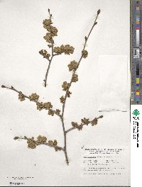 Ulmus minor subsp. minor image