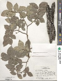 Ulmus minor image