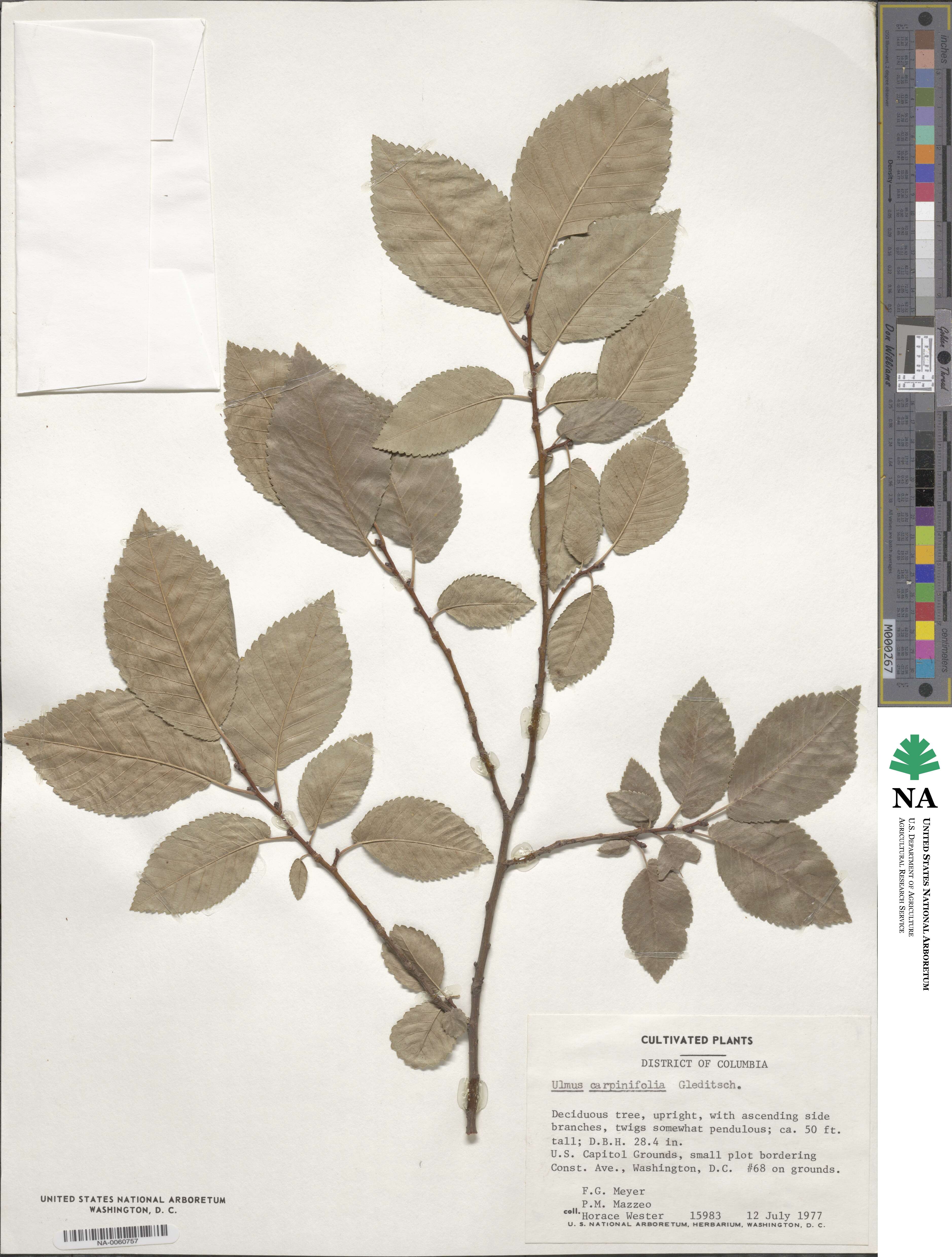 Ulmus minor subsp. minor image