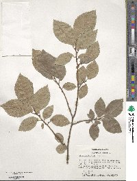 Ulmus minor image