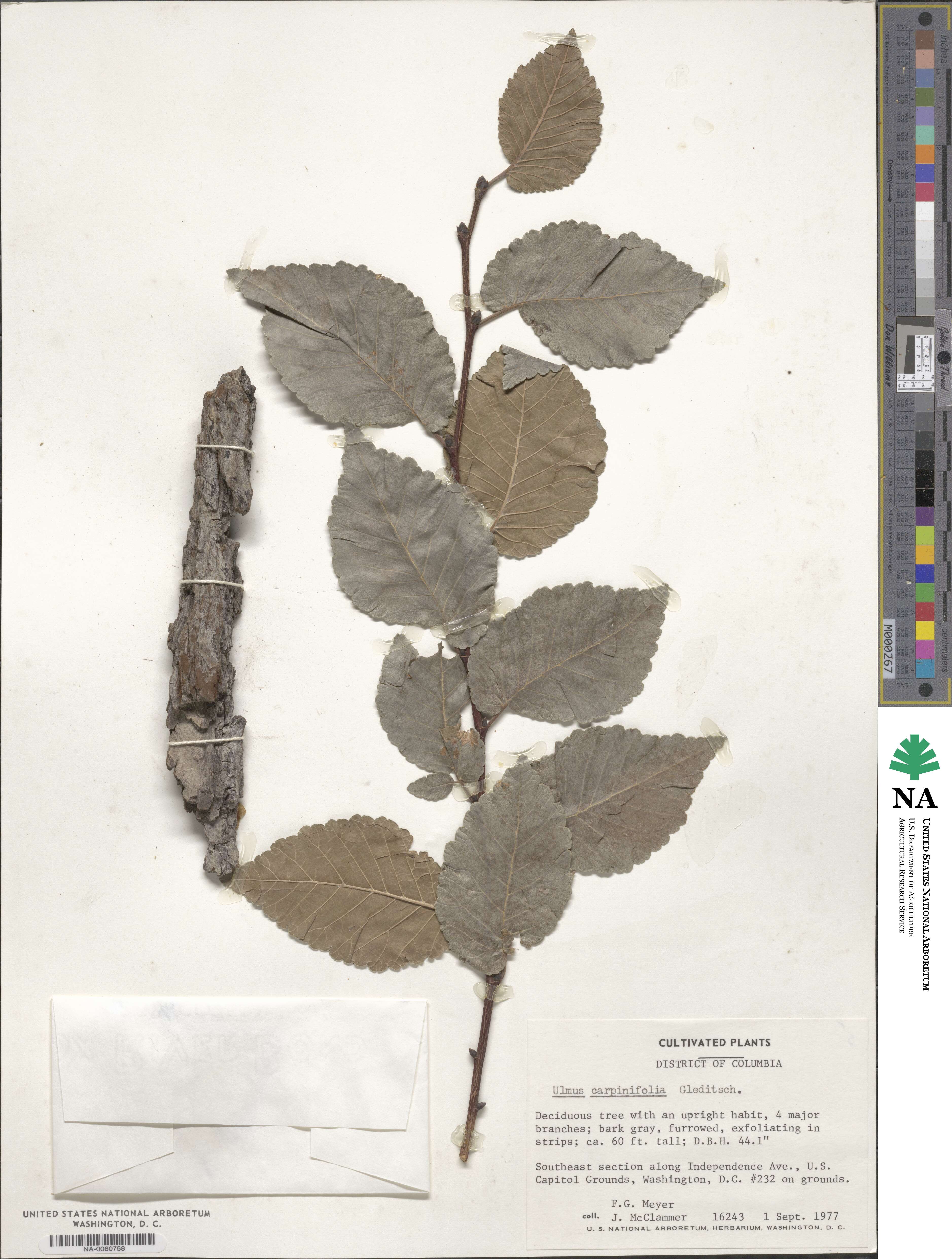 Ulmus minor subsp. minor image