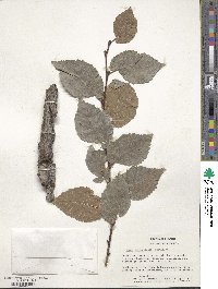 Ulmus minor subsp. minor image