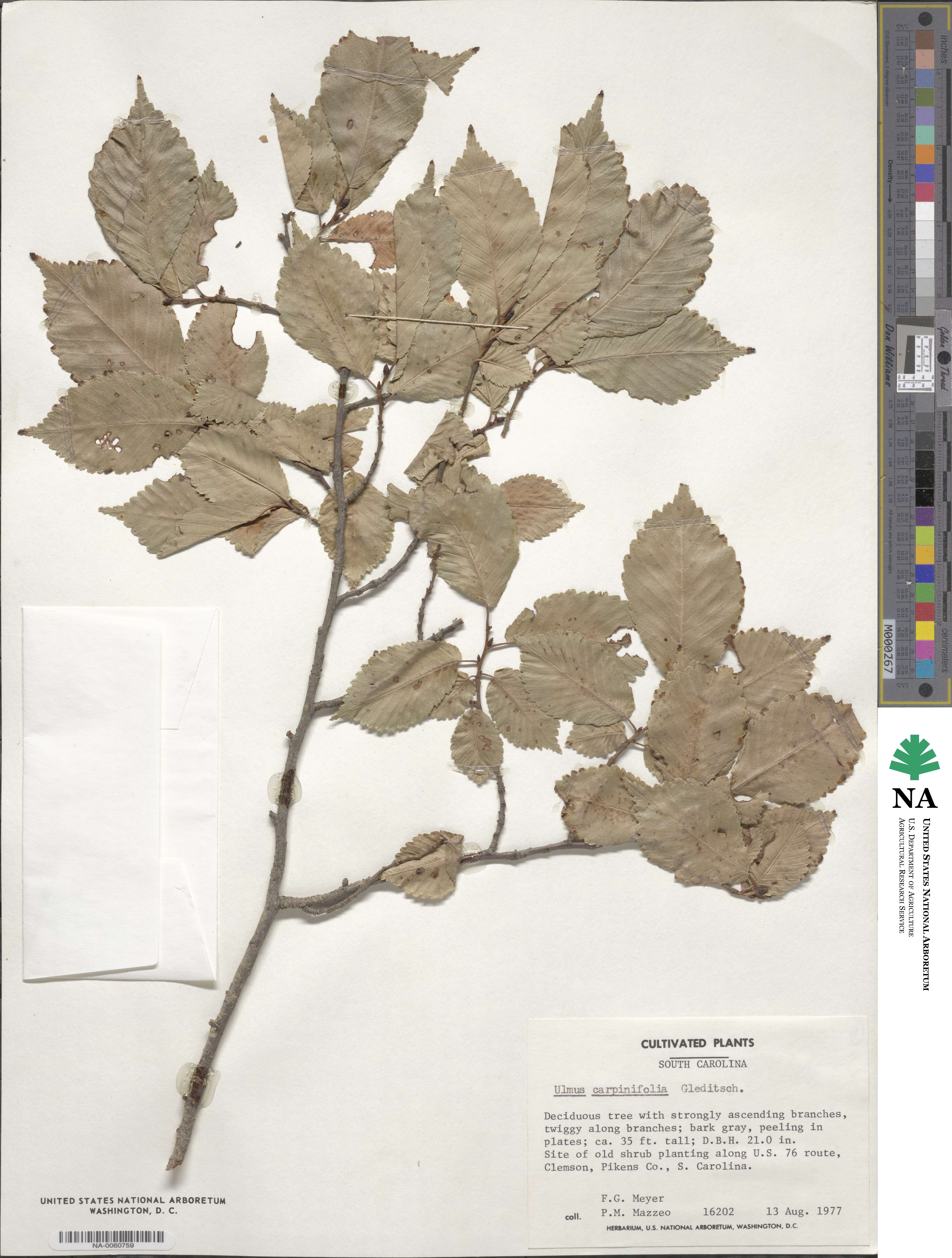 Ulmus minor subsp. minor image