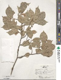 Ulmus minor subsp. minor image