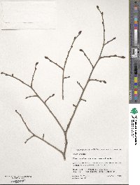 Ulmus davidiana image