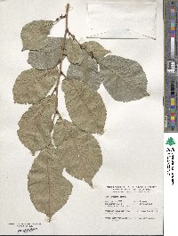 Ulmus davidiana image