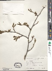 Ulmus davidiana image