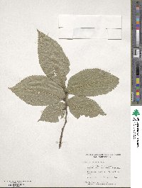 Ulmus glabra image