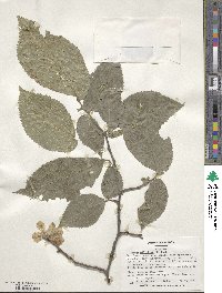 Ulmus glabra image