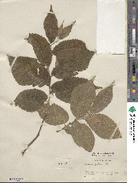 Ulmus rubra image