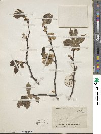 Ulmus glabra image