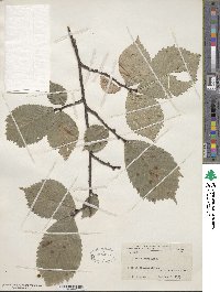 Ulmus glabra image