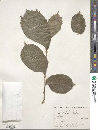 Ulmus glabra image