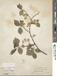 Ulmus glabra image