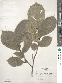 Ulmus glabra image