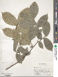 Ulmus glabra image