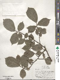 Ulmus glabra image