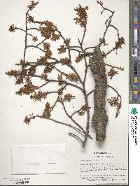 Ulmus glabra image