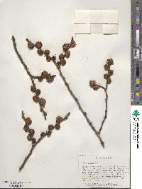 Ulmus glabra image