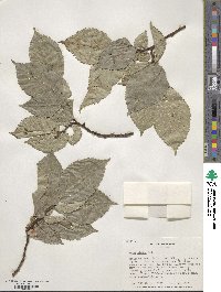 Ulmus glabra image