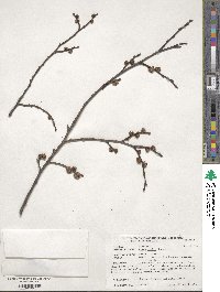 Ulmus glabra image