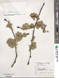 Ulmus glabra image