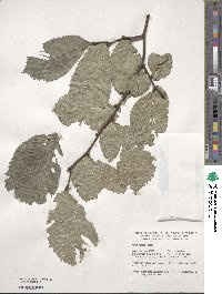 Ulmus glabra image