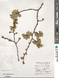 Ulmus glabra image