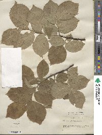 Ulmus glabra image