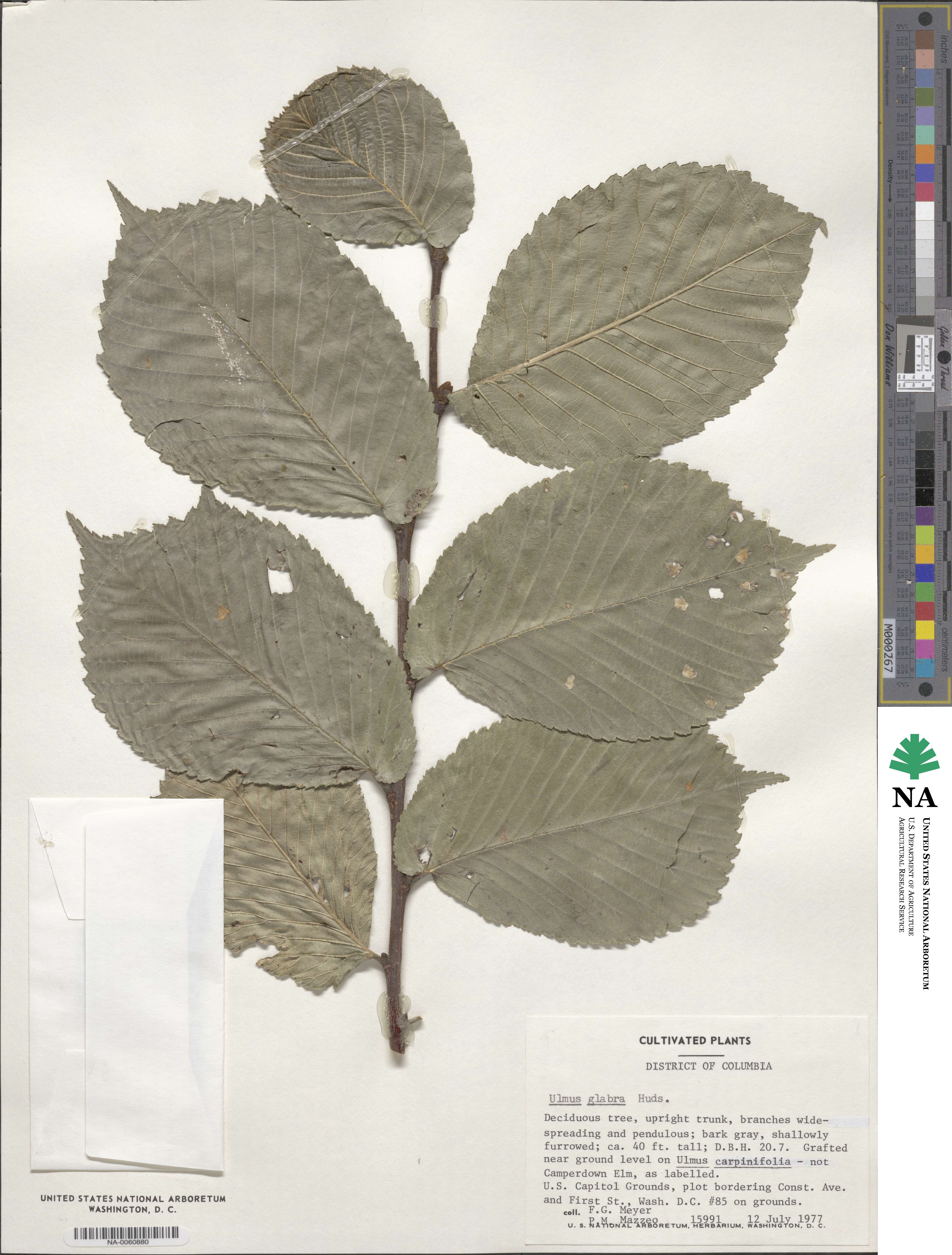 Ulmus glabra image