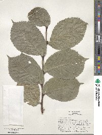 Ulmus glabra image