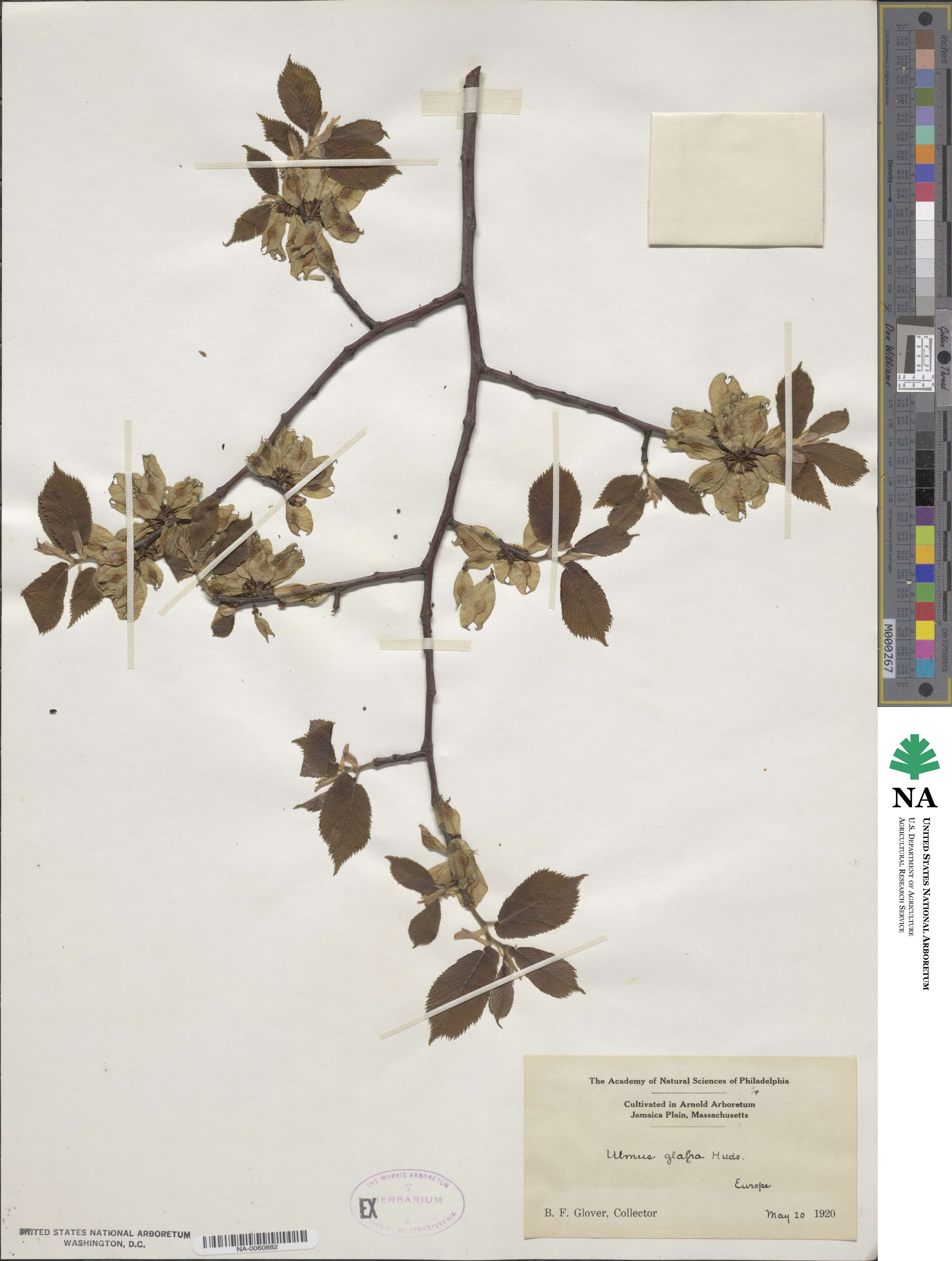 Ulmus glabra image