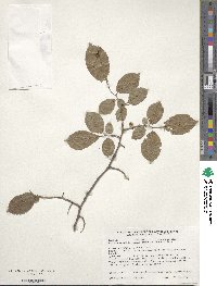 Ulmus japonica image