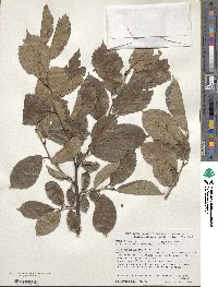 Ulmus japonica image