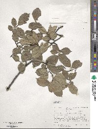 Ulmus japonica image