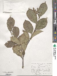 Ulmus japonica image