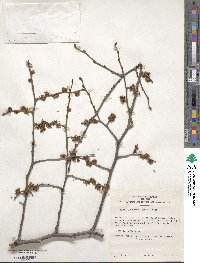 Ulmus japonica image