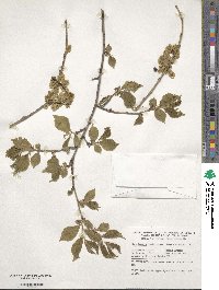 Ulmus japonica image