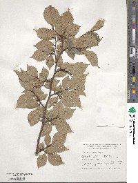 Ulmus japonica image