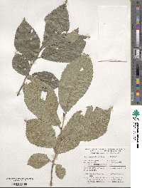 Ulmus japonica image