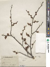 Ulmus japonica image