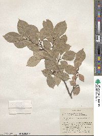 Ulmus japonica image