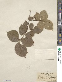 Ulmus japonica image