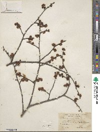 Ulmus japonica image